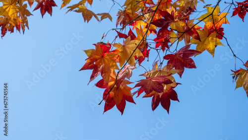Closeup of branches covered with bright yellow and red leaves hanging from a blue sky.