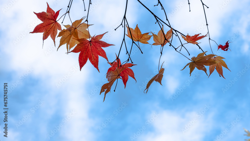 Some closeup colorful autumn leaves against blue sky background. Some closeup colorful autumn leaves against blue sky background.