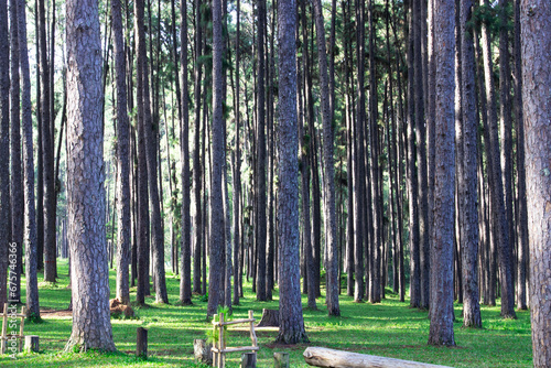 A beautiful natural forest in north thailand