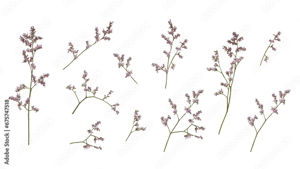 Set of small twigs of limonium flowers isolated on white or transparent background
