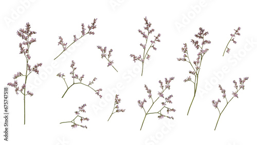 Set of small twigs of limonium flowers isolated on white or transparent background photo