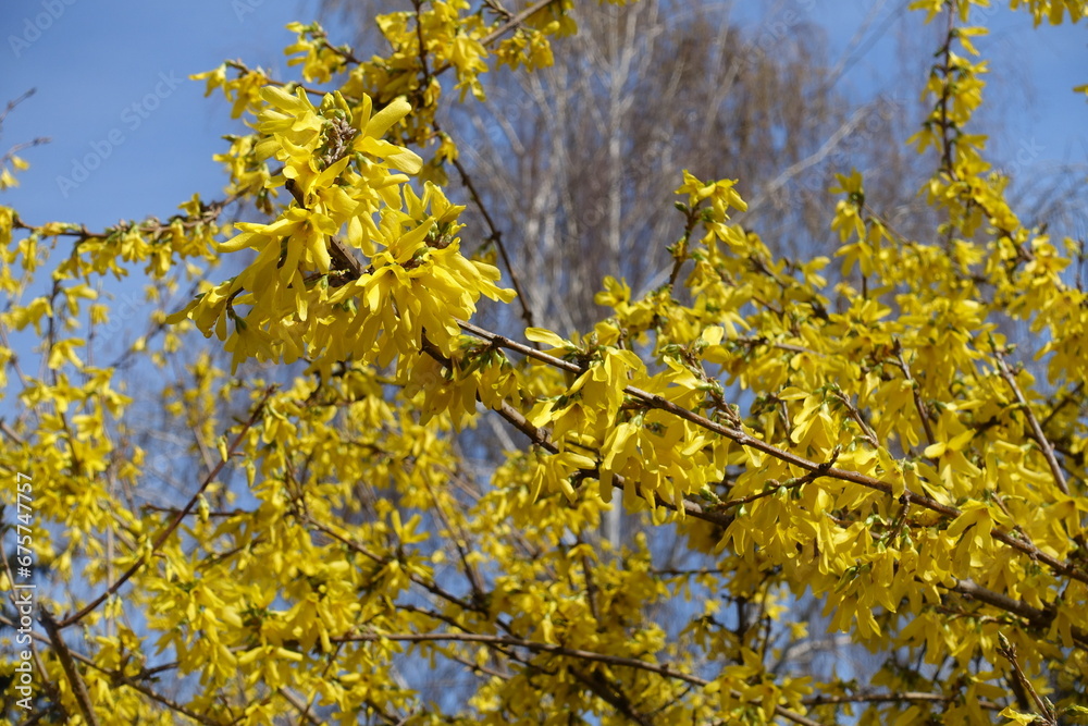 Great number of yellow flowers of forsythia against blue sky in mid March