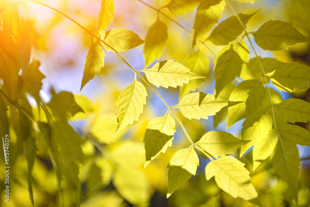 Autumn leaves in sunlight. Natural leaves plants using as autumn background cover page environment ecology or wallpaper