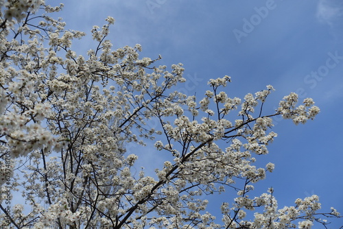 A ton of white flowers on branches of blossoming plum tree against blue sky in mid March