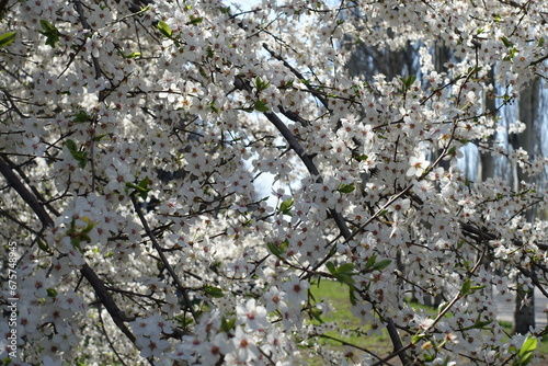 Appreciable amount of white flowers of blossoming plum tree in March photo