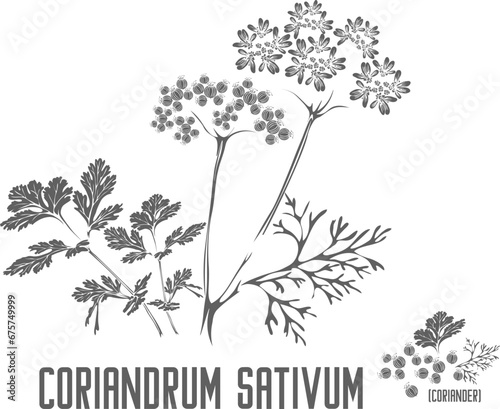 Coriander vector silhouette. Medicinal Coriandrum sativum plant outline. Set of Coriander seed leafs in Line for pharmaceuticals and coocking. Contour drawing of medicinal herbs and spices