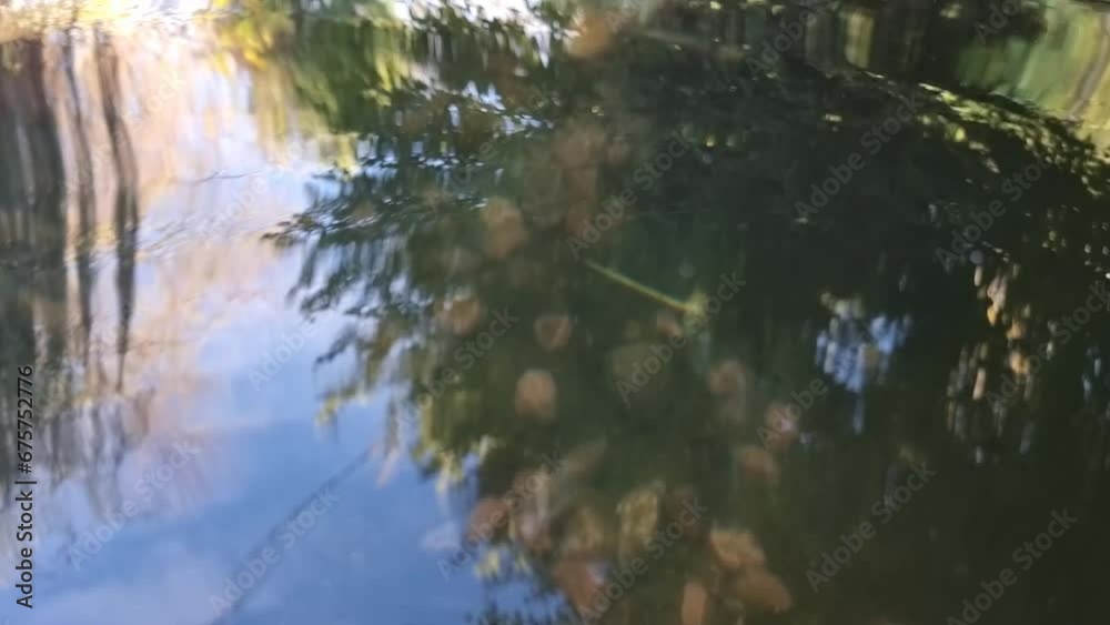 Large fish, in the lake, red, white Large fish, in the lake, red, white