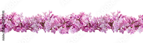 Lilac flowers Isolated on transparent background png. Floristic border or banner. Floral of spring delicate lilac flowers. 