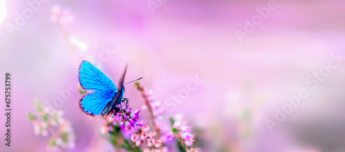 blue butterfly sitting on a heather, macro photo