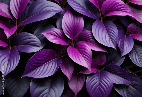 Background deep black purple plant