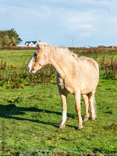 Fototapeta Naklejka Na Ścianę i Meble -  Stunning horse standing on a green field in Dunnet village, Scotland, under a blue sky, with rural houses in the background