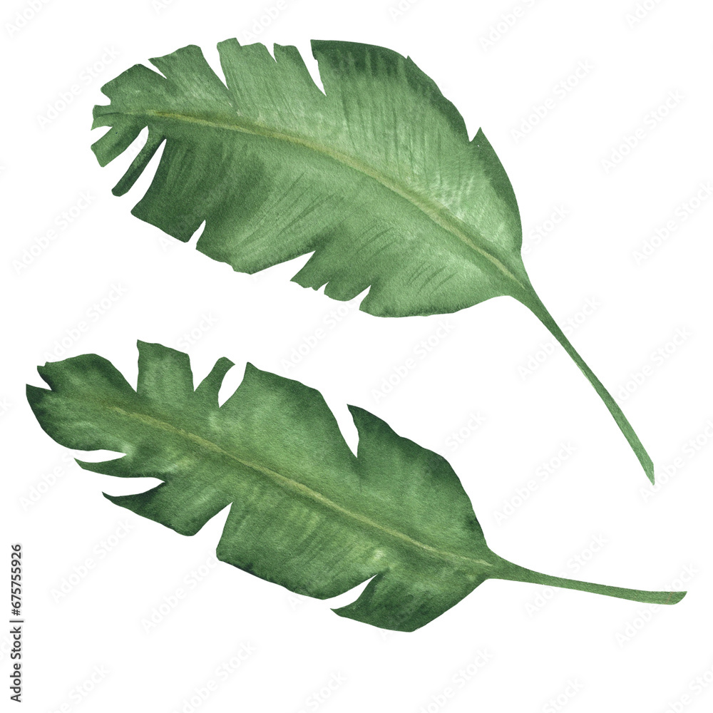 Fototapeta premium Watercolor illustration of banana leaves. Green tropical plant, hand drawn, isolated