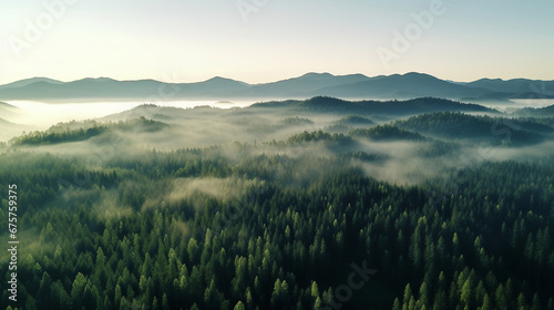Morning fog above the forest © frimufilms