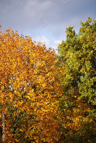 Orangefarbende Herbstbl  tter mischen sich mit gr  nen Bl  ttern im Park  sonniger lebhafter nat  rlicher Herbsthintergrund
