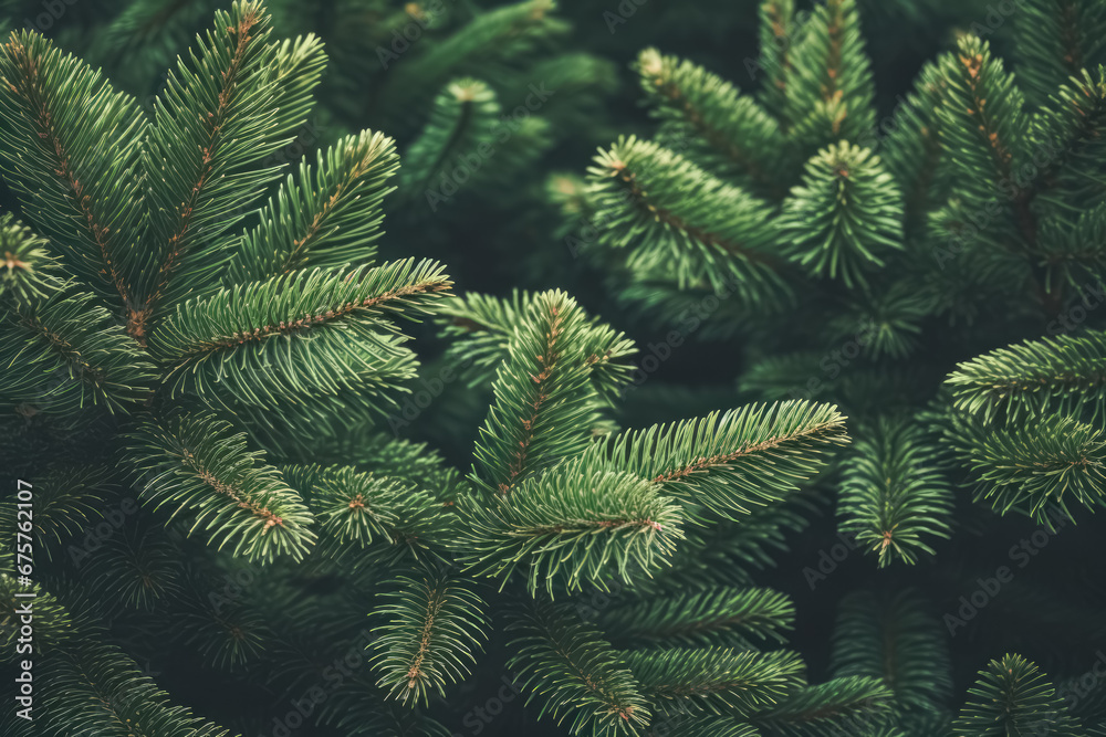 Beautiful green fir tree branches close up Beautiful green fir tree branches close up