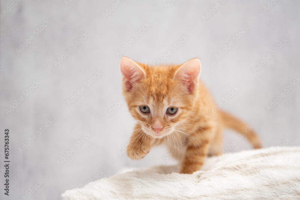 A real orange striped tabby cat. 8-10 weeks old domestic kitten. A real orange striped tabby cat. 8-10 weeks old domestic kitten.