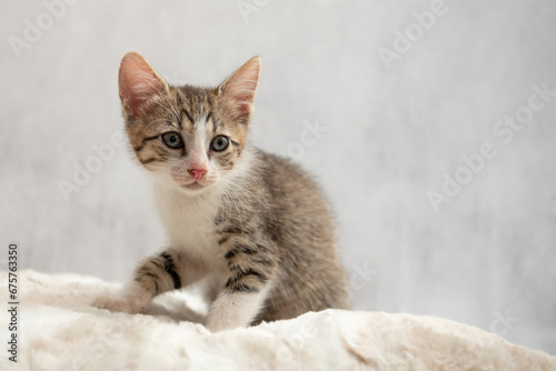 A real small tabby cat. 8-10 weeks old domestic kitten.