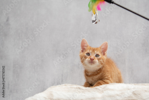 A real orange striped tabby cat. 8-10 weeks old domestic kitten.