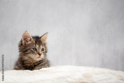 A real small tabby cat. 8-10 weeks old domestic kitten.