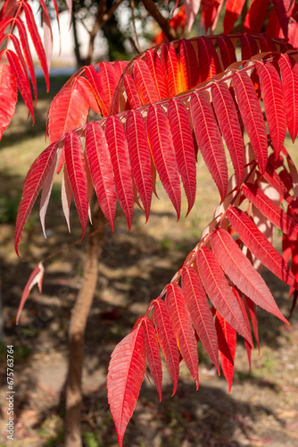 Beautiful bush of Rhus typhina with bright red leaves in the garden in the sun. photo