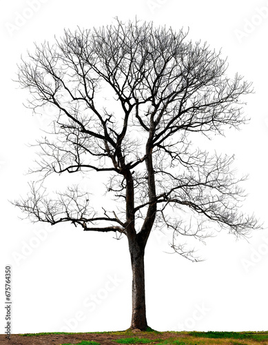 tree silhouette isolated on transparent background
