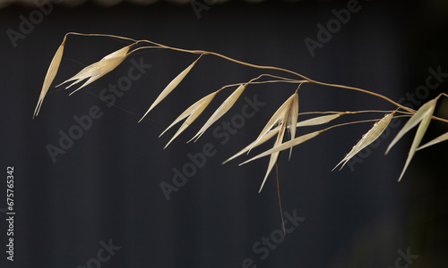 yellow garden wild oat against a dark background
