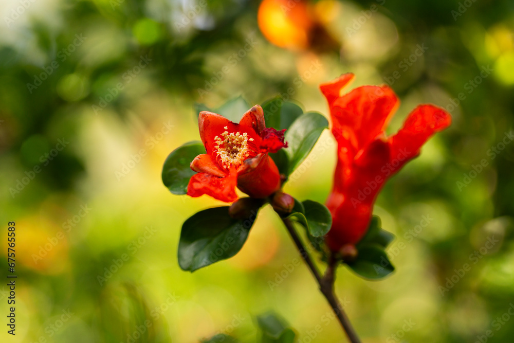 selective focus on pomegranate flower on a pomegranate tree