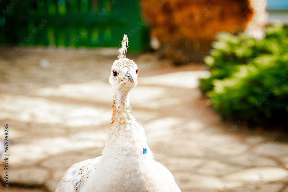 Beautiful wild male peacock bird with white feathers,plumage. Indian peafowl, in great metallic colors with close tail walking in open nature park