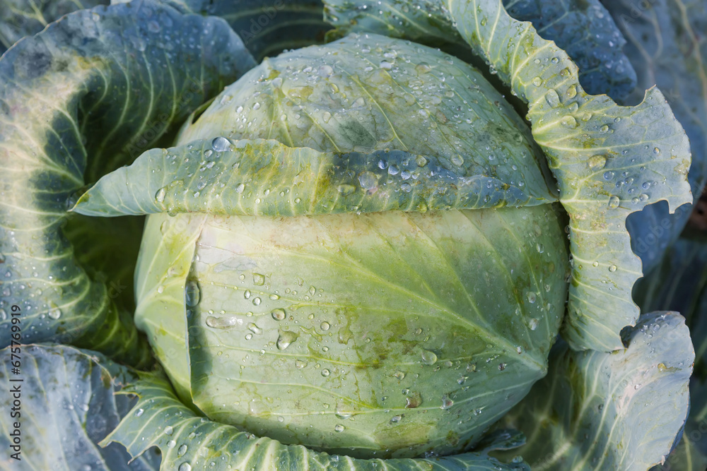 Obraz premium Wet head of late white cabbage on field after rain