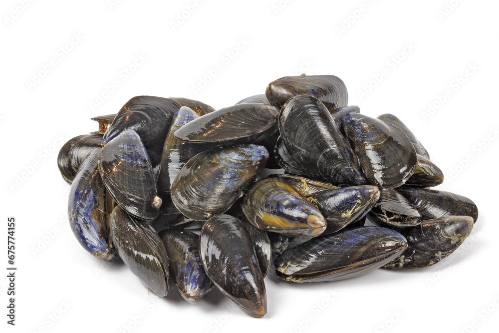 tas de moules crues, en gros plan, isolées sur un fond blanc tas de moules crues, en gros plan, isolées sur un fond blanc