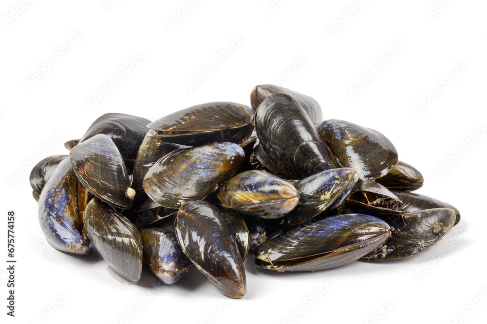 tas de moules crues, en gros plan, isolées sur un fond blanc tas de moules crues, en gros plan, isolées sur un fond blanc