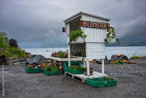  A hand written sign advertising for flowers is an attraction to visitors who are traveling Route 60 along Innvikfjorden during a cloudy day.