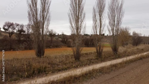 Dry poplars. Drone footage in Castilla la Mancha, land of don quijote, vineyards, flat land, cereals, dirt tracks and paths. Horcajo de Santiago in 4K with DJI Mini 2 photo