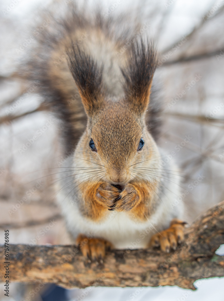 Fototapeta premium The squirrel with nut sits on tree in the winter or late autumn