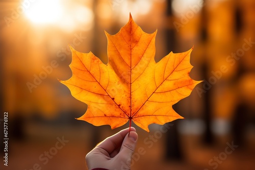 A person gently cradles a vibrant orange and yellow maple leaf  basking in the soft  warm sunlight