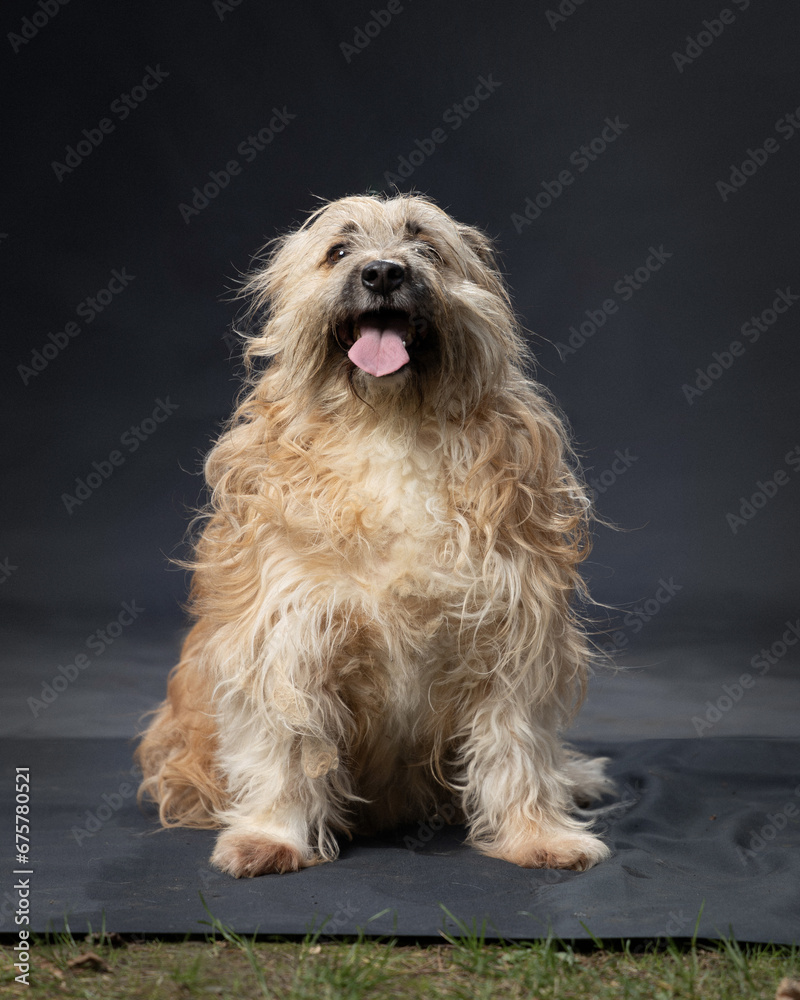 different breeds of dogs on a gray background