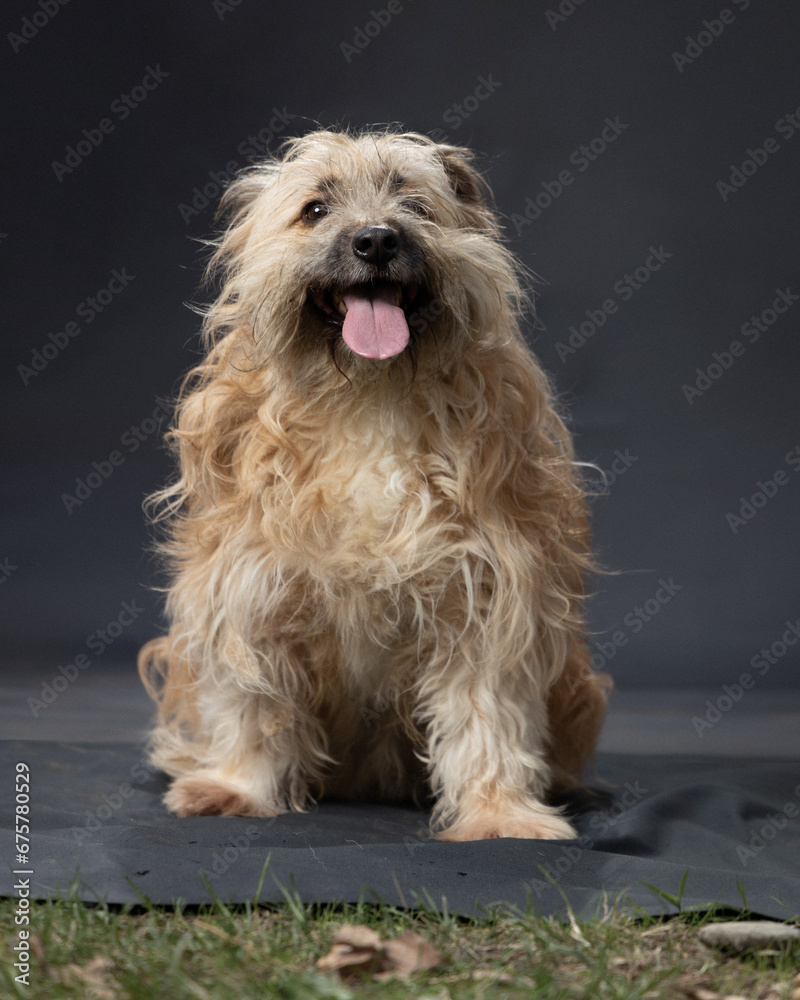 different breeds of dogs on a gray background different breeds of dogs on a gray background