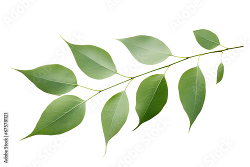 Eucalyptus Leaf Elegance on transparent background.