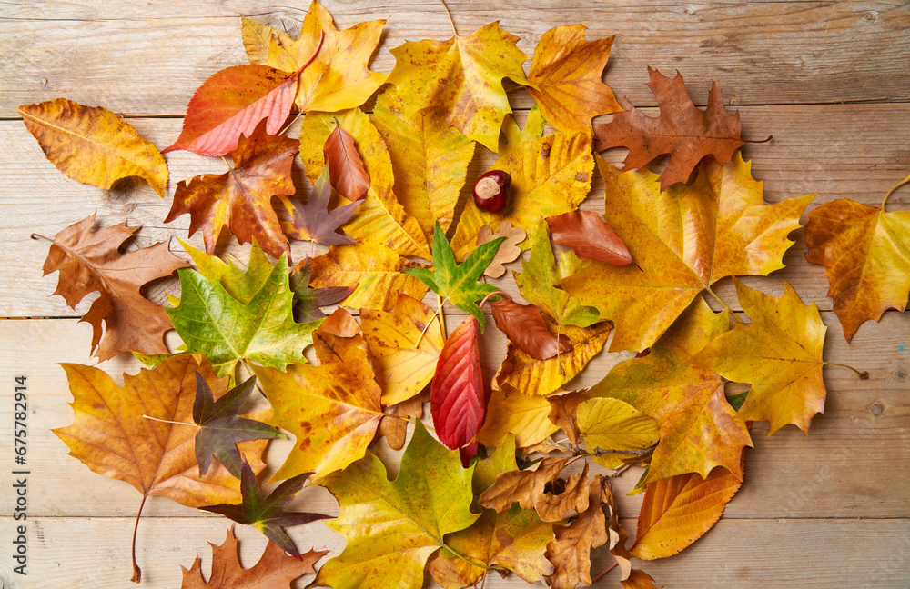Obraz premium Herbstblätter, buntes Herbstlaub auf Holztisch Jahreszeit Blätter Laub, Landscape