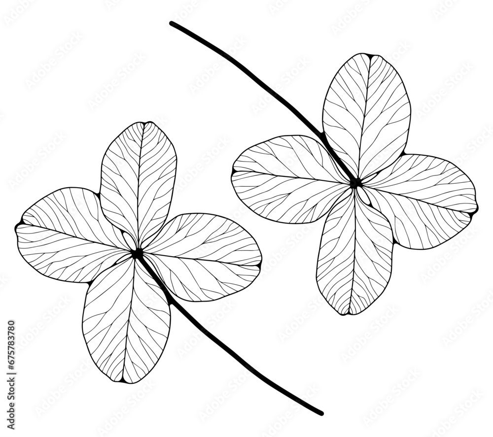 Black outline of clover on a white background. Silhouettes of plants for coloring pages, publications in books and magazines Black outline of clover on a white background. Silhouettes of plants for coloring pages, publications in books and magazines