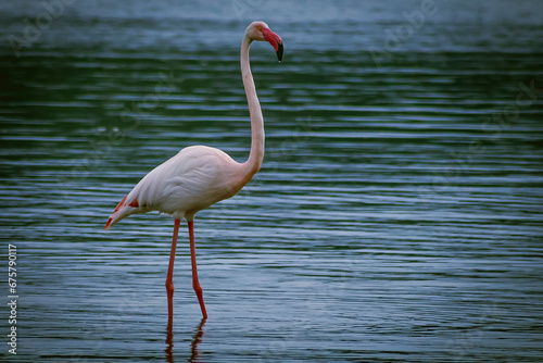 Questo fenicottero solitario in piedi in un lago è una visione di rara bellezza. Il fenicottero è un uccello elegante con piume rosa brillante. photo