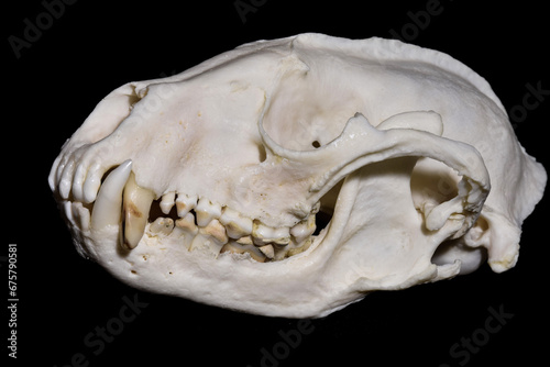 Skull