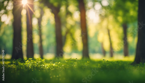 Defocused green trees in a park or forest with sunlight beaming through untamed grass Beautiful natural background of summer and spring.
