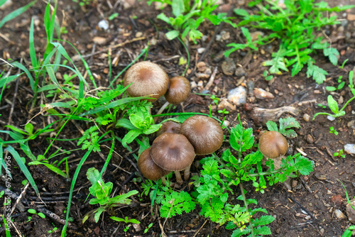 Vivid autumn scene in Alentejo's countryside, featuring a cluster of charming wild mushrooms. Nature's beauty captured in the heart of Portugal.