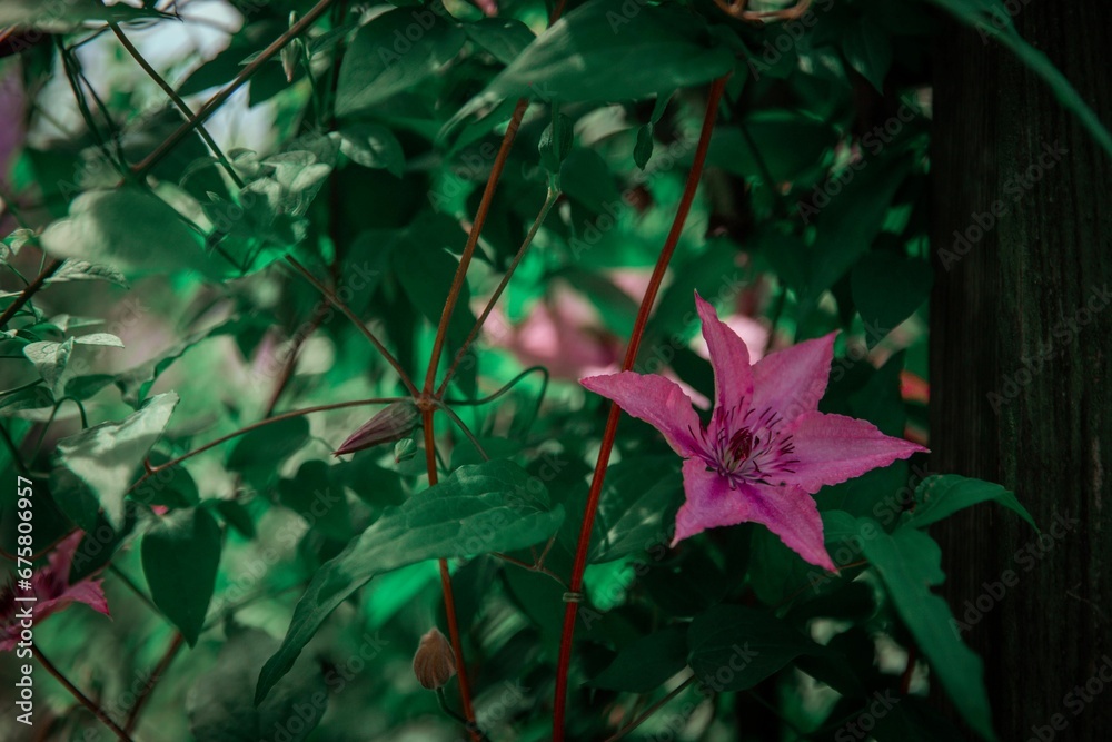 Vibrant pink Clematis viticella flower blooming in a backyard garden Vibrant pink Clematis viticella flower blooming in a backyard garden