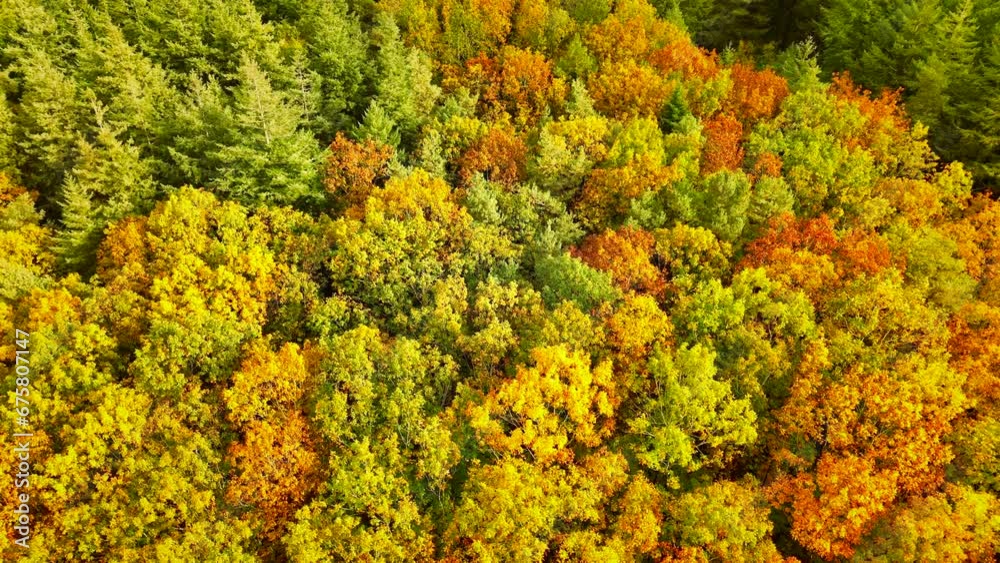 Autumn forest seen from above during a beautiful fall day with multiple colors of leaves on the trees in the Veluwe nature reserve in Gelderland. Autumn forest seen from above during a beautiful fall day with multiple colors of leaves on the trees in the Veluwe nature reserve in Gelderland.