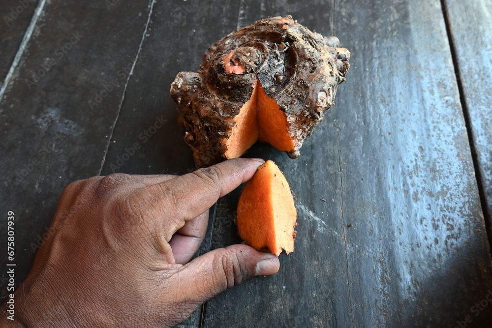 Elephant foot yam. It is a tropical tuber crop grown primarily in Africa, South Asia. Its other name Amorphophallus paeoniifolius and whitespot giant arum. Cultivated elephant foot yam in India. Elephant foot yam. It is a tropical tuber crop grown primarily in Africa, South Asia. Its other name Amorphophallus paeoniifolius and whitespot giant arum. Cultivated elephant foot yam in India.