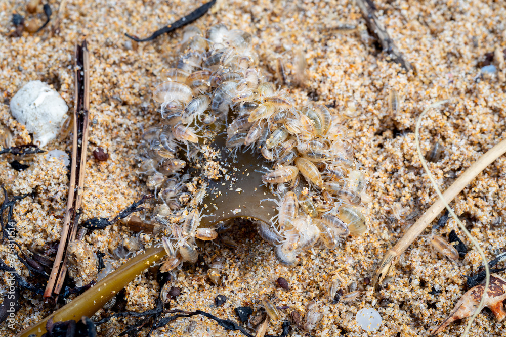 group of sea fleas or sand hoppers (Talitrus saltator) feeding on seaweed on the sea sand