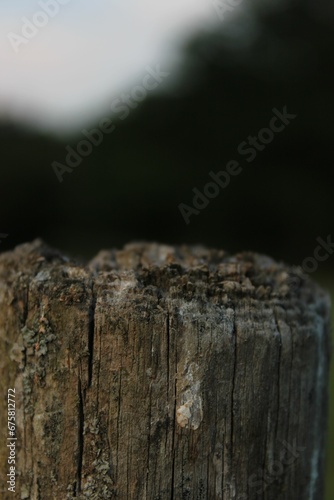 a dead tree stump in the middle of a field of grass photo