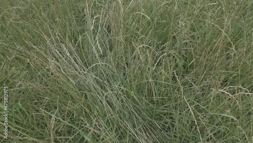 Close up of fresh green grass amazing nature scape chill out therapy exploration summer times relaxing big size high quality botanical footage’s